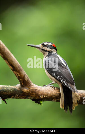 Male Hairy Woodpecker eating from a log suet feeder in springtime in Issaquah, Washington, USA Stock Photo