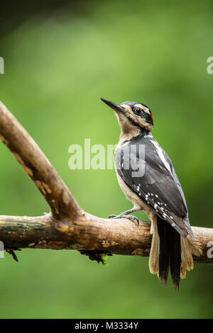 Male Hairy Woodpecker eating from a log suet feeder in springtime in Issaquah, Washington, USA Stock Photo