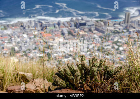 Downtown Cape Town Viewed from Lion's head mountain , South Africa Stock Photo