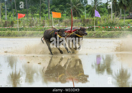 Buffaloes racing on rice farm, the annual event in Chonburi, Thailand Stock Photo