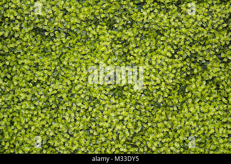 Green foliage background texture Stock Photo