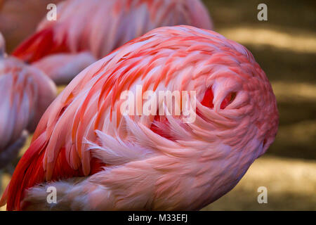 sleeping pink flamingo Stock Photo