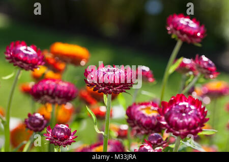 Everlasting Flower, Jätte-eternell (Xerochrysum bracteatum) Stock Photo