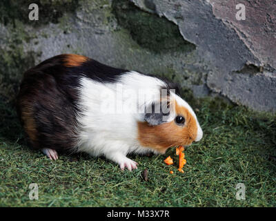 Black, brown, and white Guinea pig eating orange carrot in the zoo Stock Photo