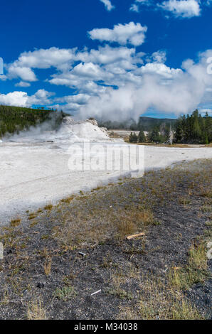 Castle Geyser in the Upper Geyser Basin, showing a steam plume.  Bison grazing near hot water pool.  Yellowstone National Park, Wyoming Stock Photo