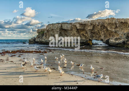 Seagulls on two rocks beach, Perth, Western Australia, Australia Stock Photo