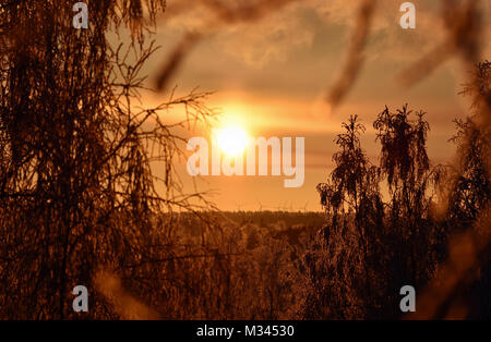 Evening sun between trees in winter. Stock Photo