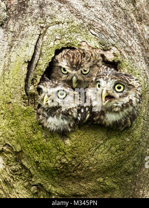 Close up portrait of three very cute Little Owls peeping out of a hole inside a tree trunk.  Scientific name: Athene noctua.  Copy space Stock Photo