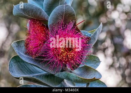 Mottlecah (Eucalyptus macrocarpa) flower, Perth, Western Australia, Australia Stock Photo