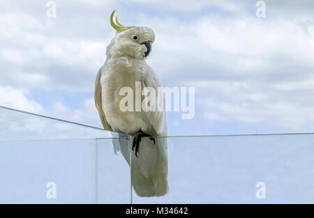 Sulphur-crested Cockatoo (Cacatua sulphurea), Australia Stock Photo