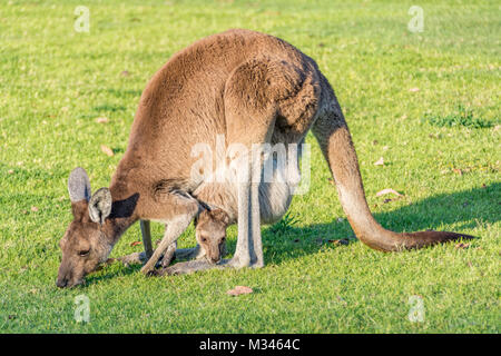 Female Kangaroo with a Joey grazing, Perth, Western Australia, Australia Stock Photo