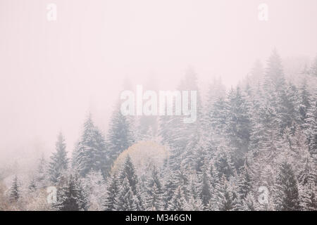 Pines And Spruce, Fir-trees Covered First Snow In Greenwood Forest. Forest Growing On Rocky Slope Of Mountains. Winter Nature Landscape. Stock Photo