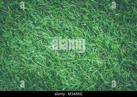 Top view close up  artificial grass or green grass texture in vintage style. Stock Photo