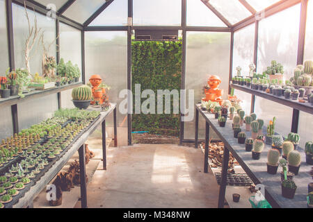 Various cactus plant in black plastic flowerpot at greenhouse with rays of sunlight through glass from beside in vintage style. Stock Photo
