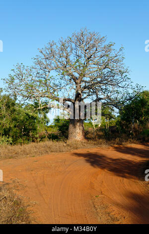 Boab Tree  ( Adansonia digitata ),  Derby, West Kimberley, Western Australia Stock Photo