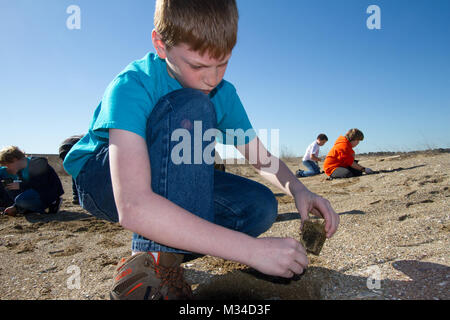 PORTSMOUTH, Va. -- Jack Marcus, a fourth grade student at the Norfolk Christian School, plants Spartina patens at the Craney Island Dredged Material Management Area here March 31, 2015. As part of its STEM outreach program, the district partnered with the Elizabeth River Project, which oversaw the event and provided a place for students to plant the marsh grasses and learn about the diverse ecosystem along the shoreline of the Elizabeth River. (U.S. Army photo/Patrick Bloodgood) 150331-A-OI229-014 by norfolkdistrict Stock Photo