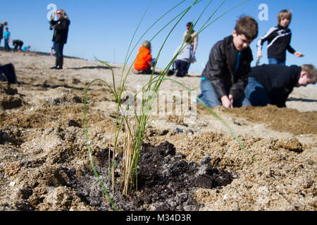 PORTSMOUTH, Va. -- Students from the Norfolk Christian School plant Spartina patens at the Craney Island Dredged Material Management Area here March 31, 2015. As part of its STEM outreach program the district partnered with the Elizabeth River Project, which oversaw the event and provided a place for students to plant the marsh grasses and learn about the diverse ecosystem along the shoreline of the Elizabeth River. (U.S. Army photo/Patrick Bloodgood) 150331-A-OI229-024 by norfolkdistrict Stock Photo