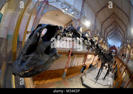 Dorset County Museum, UK. 9th February, 2018. Dippy the Diplodocus goes on display at Dorset County Museum on the first stop of a nationwide tour. The Natural History Museum's 292-piece cast of a fossilised skeleton of a Diplodocus found in 1898 will be on show until the 7th May, 2018 Credit: Finnbarr Webster/Alamy Live News Stock Photo