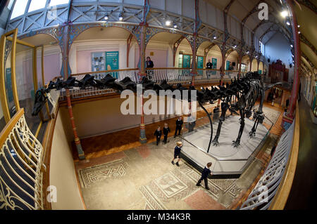 Dorset County Museum, UK. 9th February, 2018. Dippy the Diplodocus goes on display at Dorset County Museum on the first stop of a nationwide tour. The Natural History Museum's 292-piece cast of a fossilised skeleton of a Diplodocus found in 1898 will be on show until the 7th May, 2018 Credit: Finnbarr Webster/Alamy Live News Stock Photo