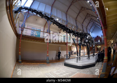 Dorset County Museum, UK. 9th February, 2018. Dippy the Diplodocus goes on display at Dorset County Museum on the first stop of a nationwide tour. The Natural History Museum's 292-piece cast of a fossilised skeleton of a Diplodocus found in 1898 will be on show until the 7th May, 2018 Credit: Finnbarr Webster/Alamy Live News Stock Photo