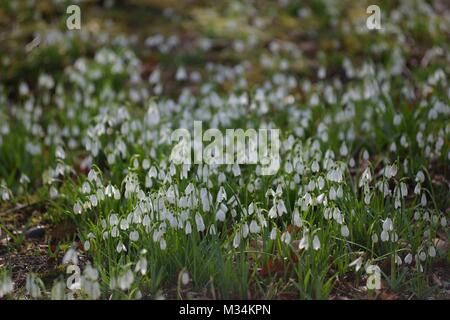 Hodsock Priory, Nottinghamshire, UK. 8th Ferbaury, 2018. Snowdrops in the garden at Hodsock Priory, Nottinghamshire, UK. Every year the 13th Century private residence opens it’s 17 acres gardens to members of the public who flock to see the four million snowdrops. The gardens open on 10th February. Picture: Scott Bairstow Stock Photo