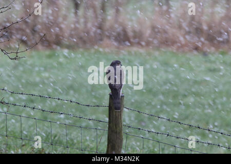 Brandsby, North Yorkshire, UK. 9th February, 2018. Sparrowhawk bird of prey sits on fence during the snow in Brandsby North Yorkshire during wintry weather across United Kingdom Credit: credit: Matt Pennington / Alamy Live News Stock Photo