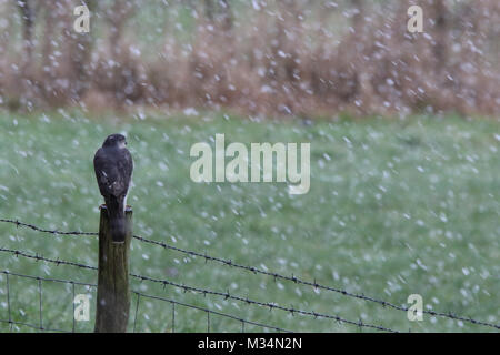 Brandsby, North Yorkshire, UK. 9th February, 2018. Sparrowhawk bird of prey sits on fence during the snow in Brandsby North Yorkshire during wintry weather across United Kingdom Credit: credit: Matt Pennington / Alamy Live News Stock Photo