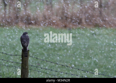 Brandsby, North Yorkshire, UK. 9th February, 2018. Sparrowhawk bird of prey sits on fence during the snow in Brandsby North Yorkshire during wintry weather across United Kingdom Credit: credit: Matt Pennington / Alamy Live News Stock Photo