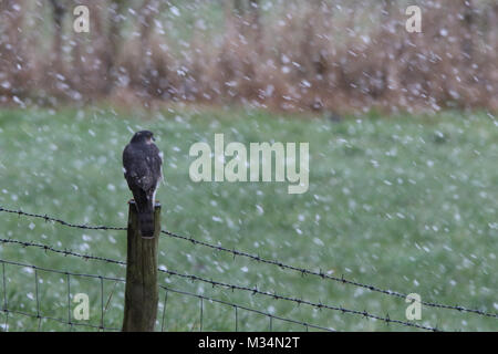 Brandsby, North Yorkshire, UK. 9th February, 2018. Sparrowhawk bird of prey sits on fence during the snow in Brandsby North Yorkshire during wintry weather across United Kingdom Credit: credit: Matt Pennington / Alamy Live News Stock Photo