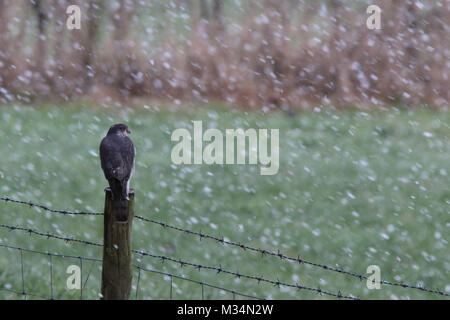 Brandsby, North Yorkshire, UK. 9th February, 2018. Sparrowhawk bird of prey sits on fence during the snow in Brandsby North Yorkshire during wintry weather across United Kingdom Credit: credit: Matt Pennington / Alamy Live News Stock Photo