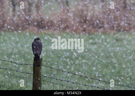 Brandsby, North Yorkshire, UK. 9th February, 2018. Sparrowhawk bird of prey sits on fence during the snow in Brandsby North Yorkshire during wintry weather across United Kingdom Credit: credit: Matt Pennington / Alamy Live News Stock Photo