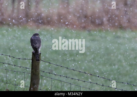 Brandsby, North Yorkshire, UK. 9th February, 2018. Sparrowhawk bird of prey sits on fence during the snow in Brandsby North Yorkshire during wintry weather across United Kingdom Credit: credit: Matt Pennington / Alamy Live News Stock Photo