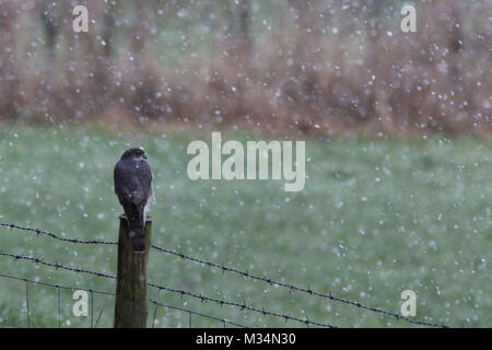 Brandsby, North Yorkshire, UK. 9th February, 2018. Sparrowhawk bird of prey sits on fence during the snow in Brandsby North Yorkshire during wintry weather across United Kingdom Credit: credit: Matt Pennington / Alamy Live News Stock Photo