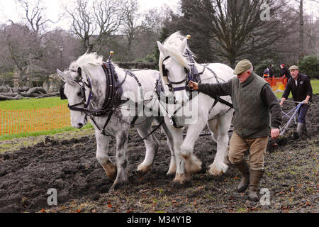 Ruskin Park, London. 9th Feb, 2018. Irish champion ploughman Tom Nixon ploughing the heritage wheat growing area in Ruskin Park using shire horses.    The area of the park designated for growing heritage wheat grains is maintained by The Friends of Ruskin Park who us Credit: Michael Preston/Alamy Live News Stock Photo