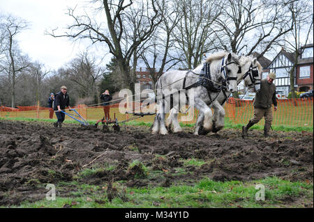 Ruskin Park, London. 9th Feb, 2018. Irish champion ploughman Tom Nixon ploughing the heritage wheat growing area in Ruskin Park using shire horses.    The area of the park designated for growing heritage wheat grains is maintained by The Friends of Ruskin Park who us Credit: Michael Preston/Alamy Live News Stock Photo