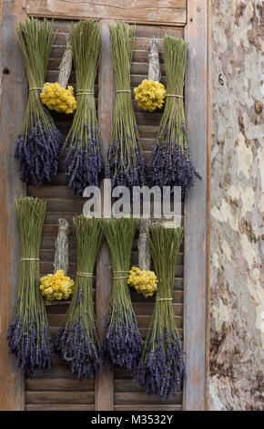 Dried lavender and dried straw flowers hanging upside down on a wooden shutter. A plane tree is on the right. Stock Photo