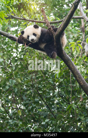 Giant panda baby over the tree. Stock Photo