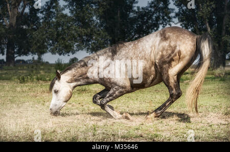 Free Grey horse kneeling at pasture background. Happy horses lifestyle , freedom liberty dressage Stock Photo