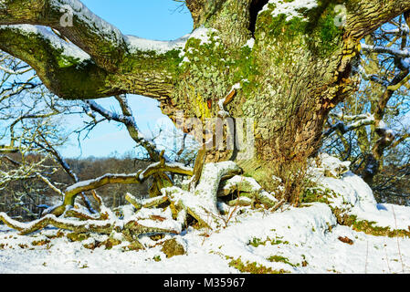 Green moss covered bark on an old and gnarly oak tree in winter landscape. Dead fallen wood gather as debris on the ground. Nature reserve in Johannis Stock Photo