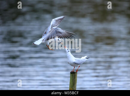 Two Black-headed gulls meet and greet Stock Photo