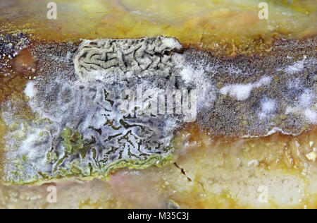 Detail of Spoiled Moldy cheese close up Stock Photo