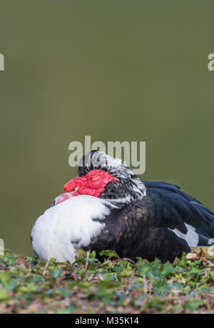 Drake Muscovy duck (Cairina moschata) portrait sleeping in Winter in West Sussex, England, UK. Muscovy duck copyspace. Stock Photo