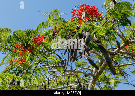 Blooming Flamboyant Tree or Delonix regia and its seed pods. Queensland, Australia Stock Photo