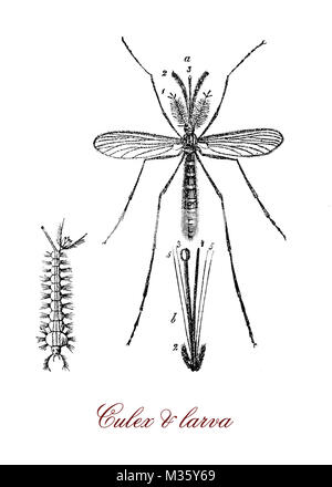 vintage engraving of culex mosquito and larva Stock Photo