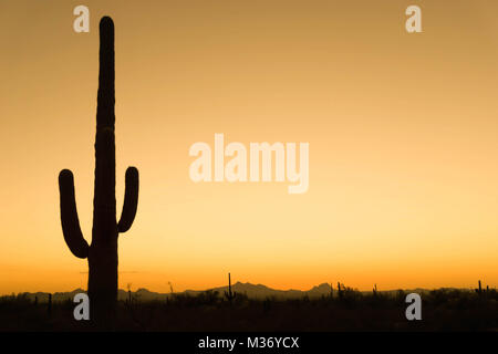 gorgeous colorful desert sunset with Saguaro cactus and sky Stock Photo