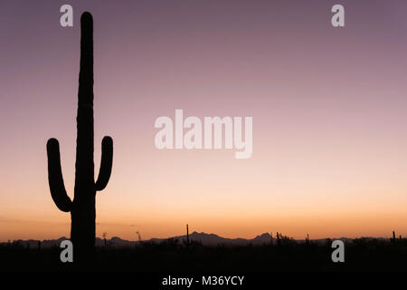 gorgeous colorful desert sunset with Saguaro cactus and sky Stock Photo
