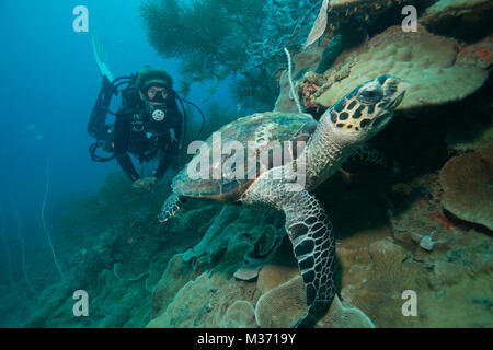 diver enjoying the green turtle off the coast Nosy Be of Madagascar/ Stock Photo