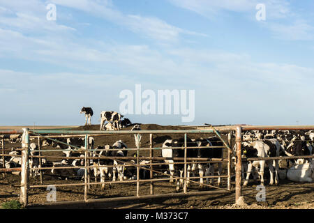 many cows fenced in and waiting to be butchered at a slaughterhouse Stock Photo