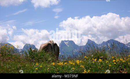 single cow as part of a gorgeous mountain peak landscape in the Swiss Alps Stock Photo