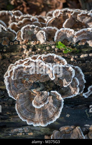 Turkey Tail (Trametes versicolor) bracket fungus growing on a decaying log Stock Photo